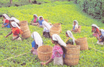 Labor and Tea Cultivation: Who is Picking Your Tea?