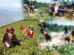 THE JOURNEY OF TRISHNNA TEA FROM PLANTATION TO YOUR DOORSTEP